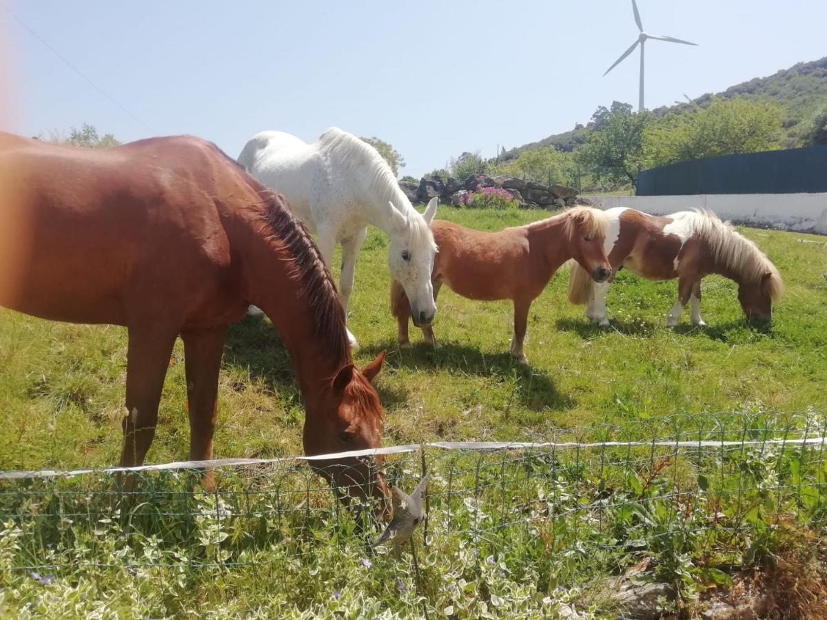 Casinha De Ferias No Campo - Quintinha Dos Cavalos - Arruda Dos Vinhos Sabugos Екстериор снимка