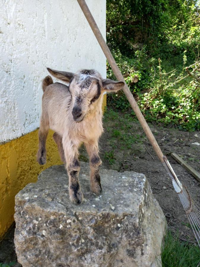 Casinha De Ferias No Campo - Quintinha Dos Cavalos - Arruda Dos Vinhos Sabugos Екстериор снимка